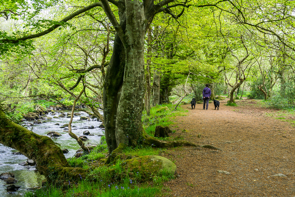 Afon Dwyfach