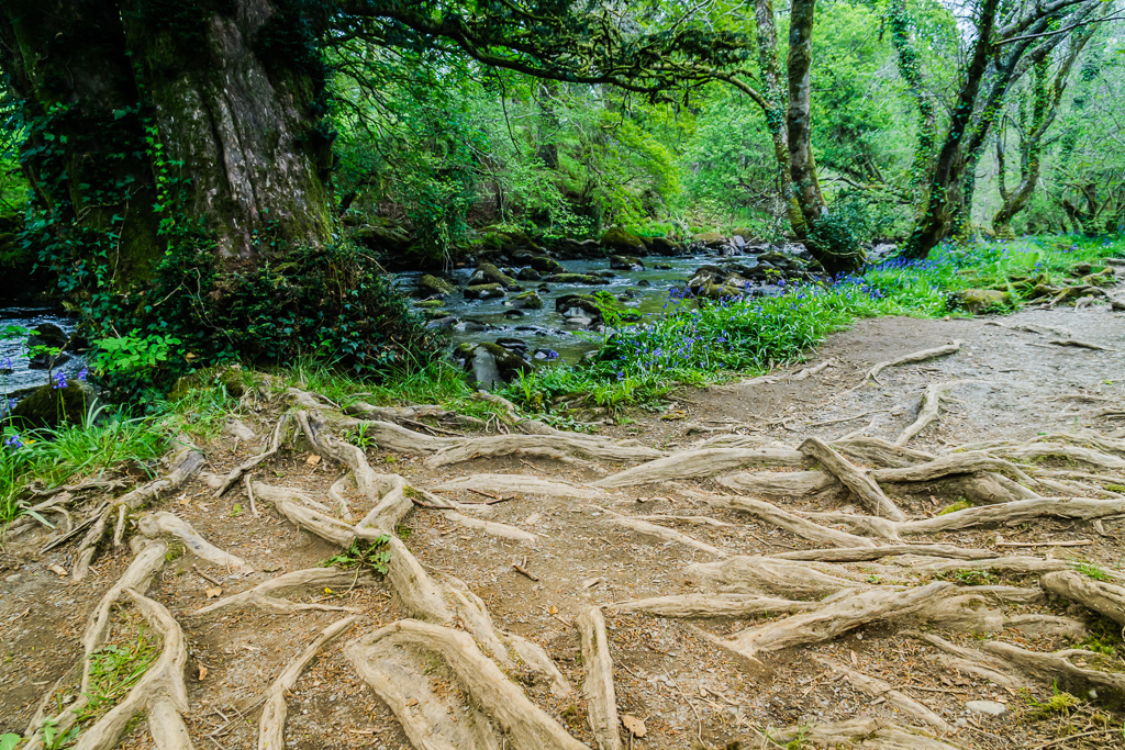 Afon Dwyfach