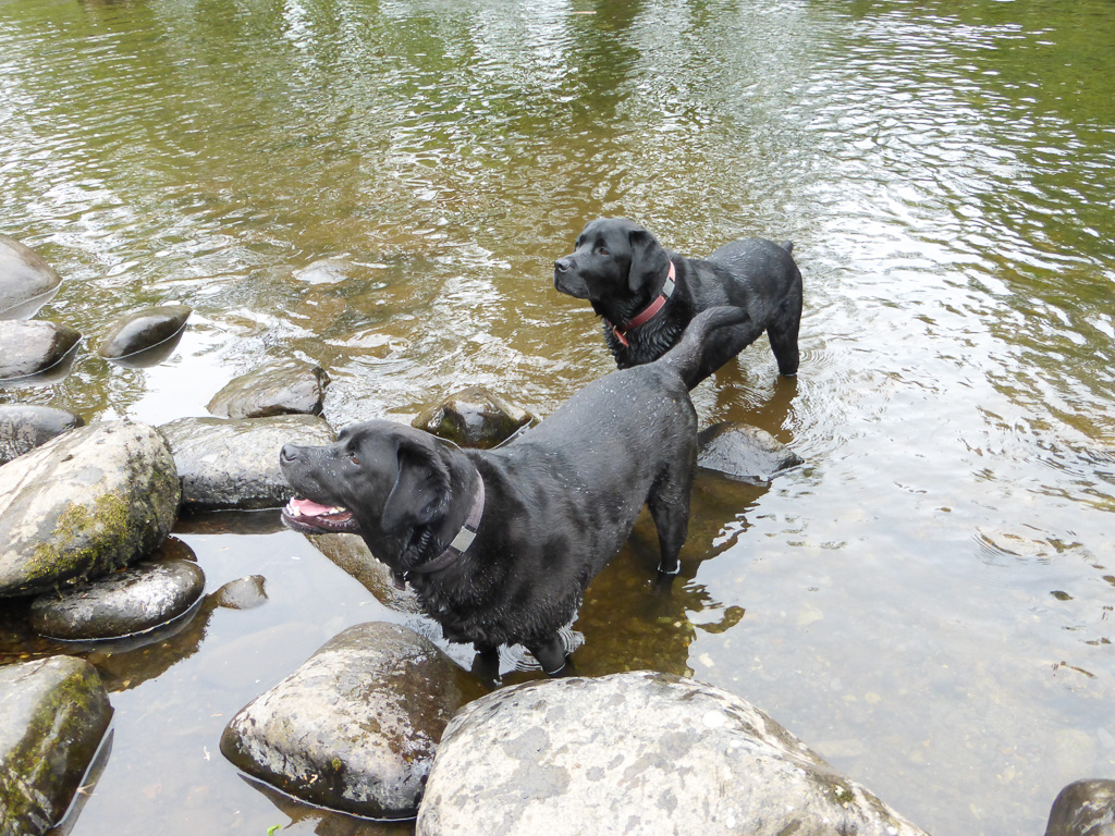 Afon Dwyfach